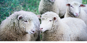 Know Where Your Yarn Comes From: The Sheep and The Yarn