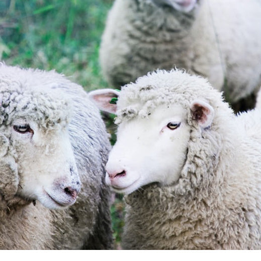 Know Where Your Yarn Comes From: The Sheep and The Yarn
